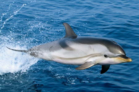 Excursions dauphins cétacés Hyères