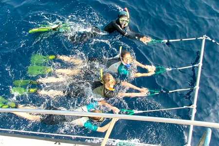 nager avec les dauphin marseille - nager avec les dauphins france