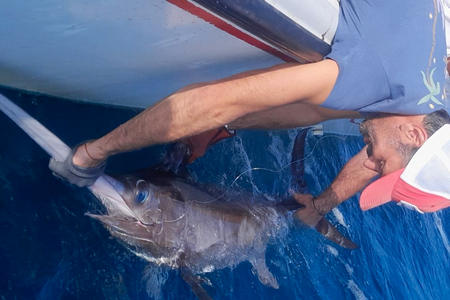 Peche sportive marlin Méditerranée