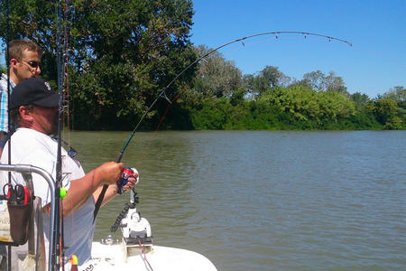 Peche gros poissons silure Camargue