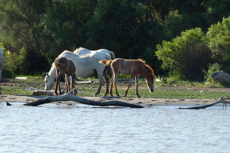 Pêcher silure Stes Maries