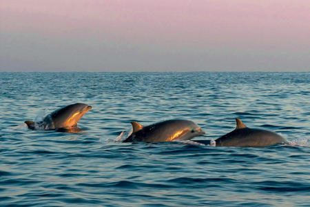 Voir les dauphins large Port Barcarès