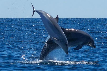 Excursion dauphins Port Camargue - 30