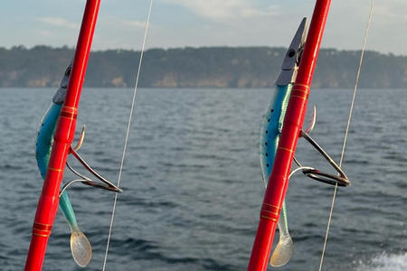 Pêche au thon Crozon Finistère