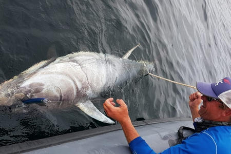 Peche sportive gros Crozon