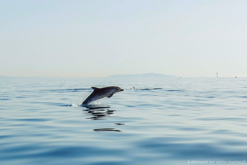 Excursions Marseillan Plage. Nouvelles sorties dauphins
