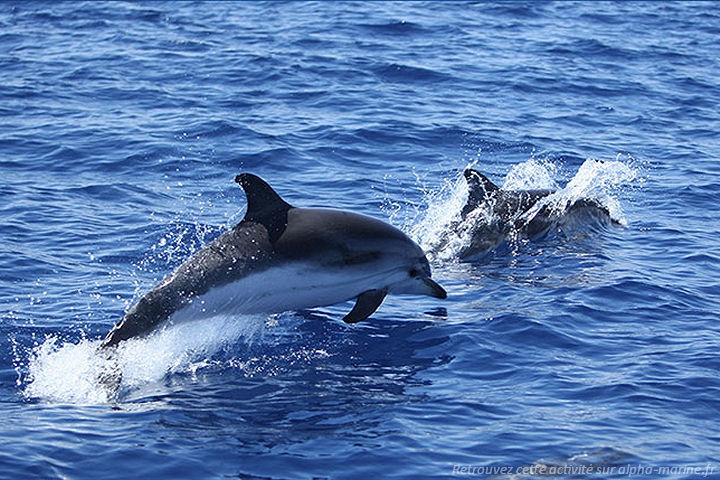 Excursions Bandol. Nouveau